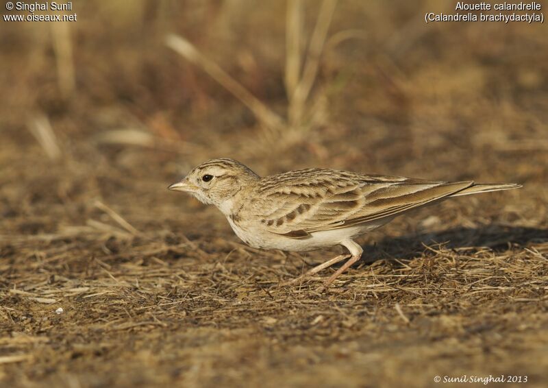 Greater Short-toed Larkadult, identification