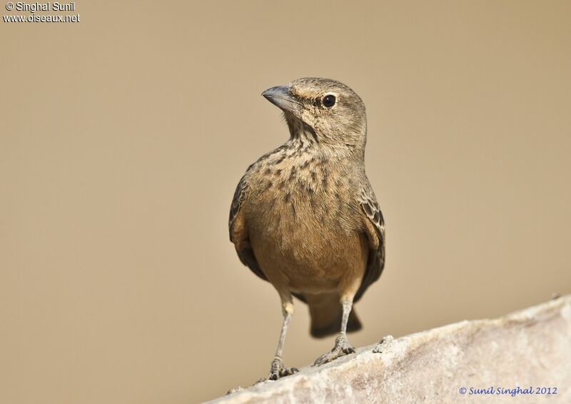 Rufous-tailed Larkadult, identification