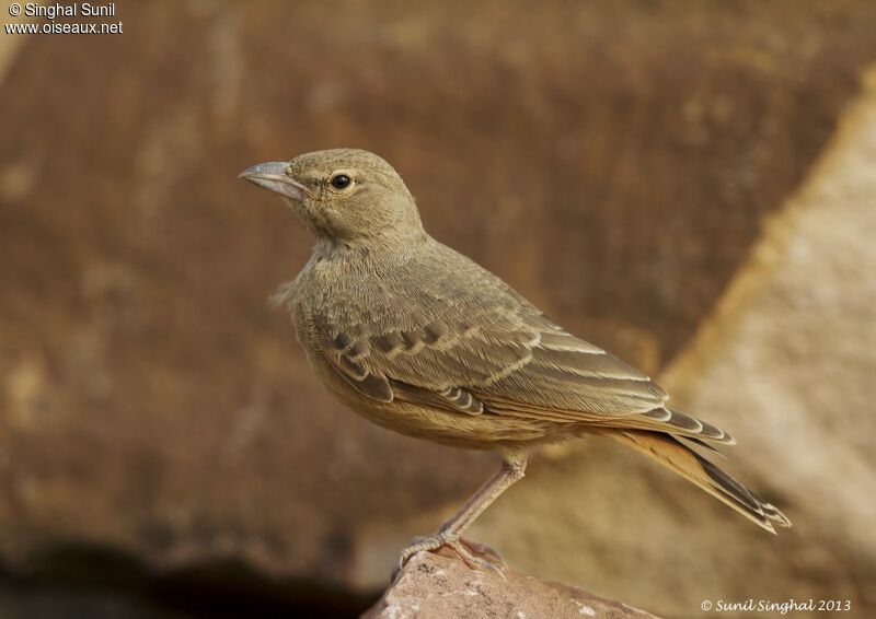 Rufous-tailed Larkadult, identification