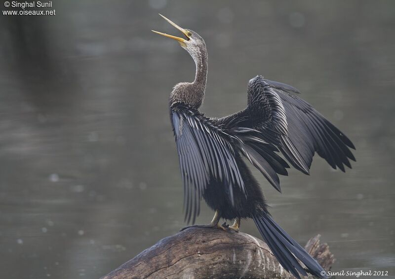 Anhinga roux, Comportement