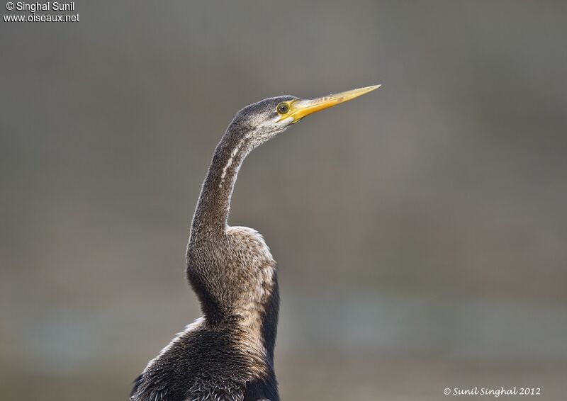 Oriental Darter, identification