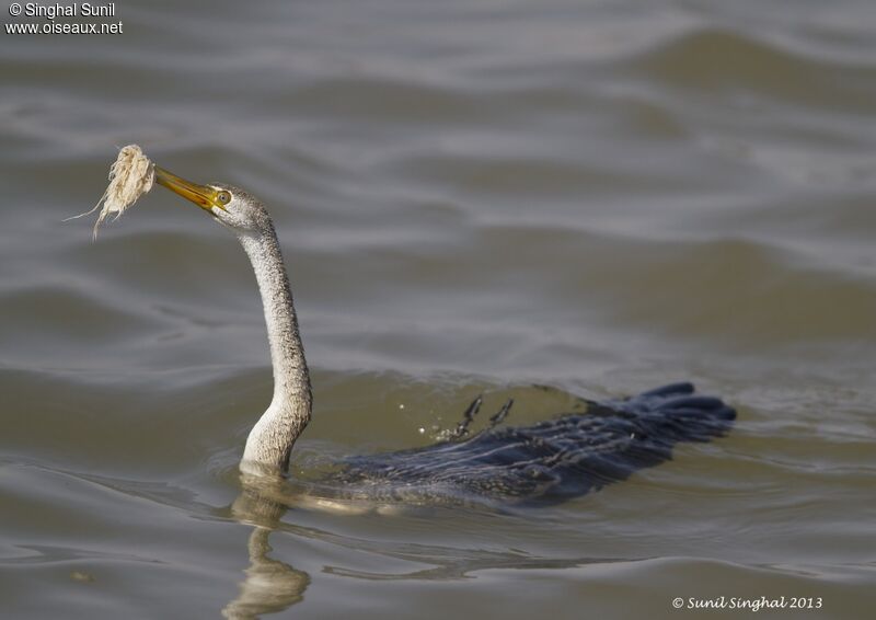 Anhinga roux, Comportement