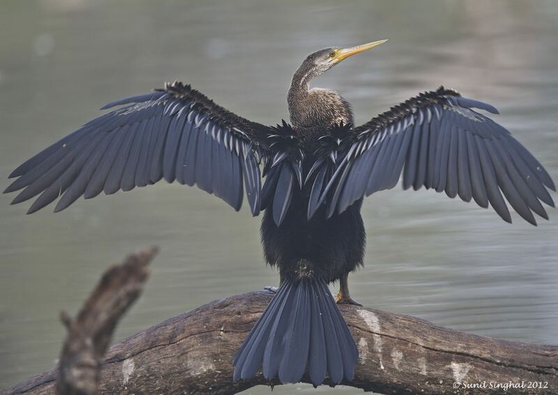 Anhinga roux, Comportement