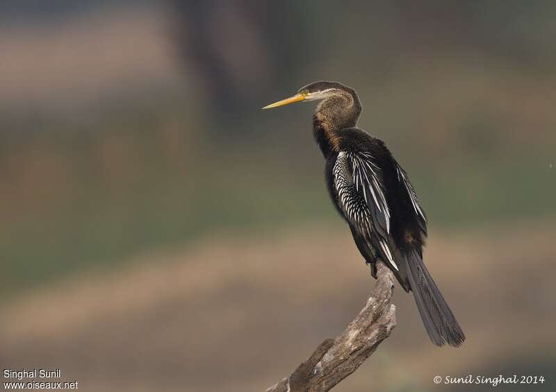 Oriental Darteradult, identification, aspect