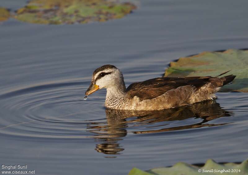 Cotton Pygmy Goose female adult, identification, Behaviour