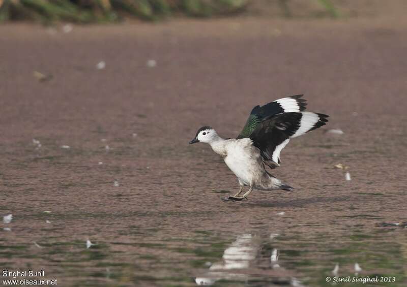 Cotton Pygmy Goose male adult, aspect, pigmentation, Flight