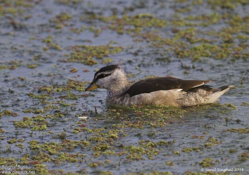 Cotton Pygmy Goose female adult, pigmentation