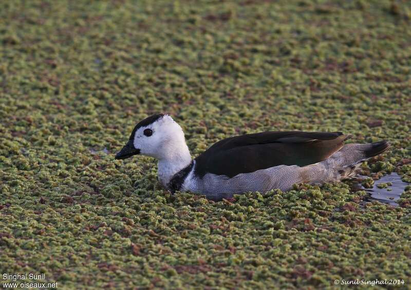 Cotton Pygmy Goose male adult, identification