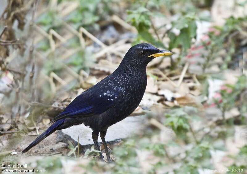 Blue Whistling Thrushadult, identification