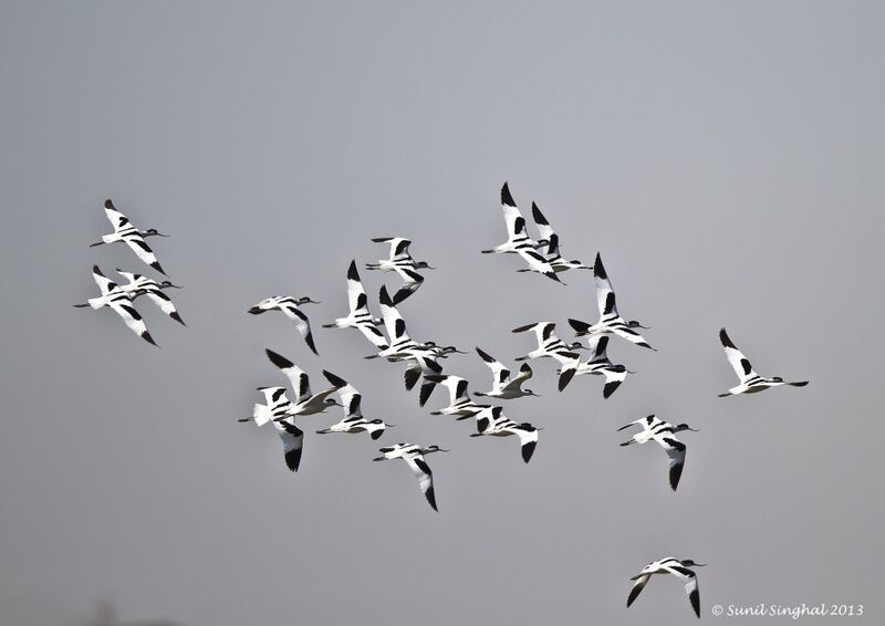 Avocette élégante