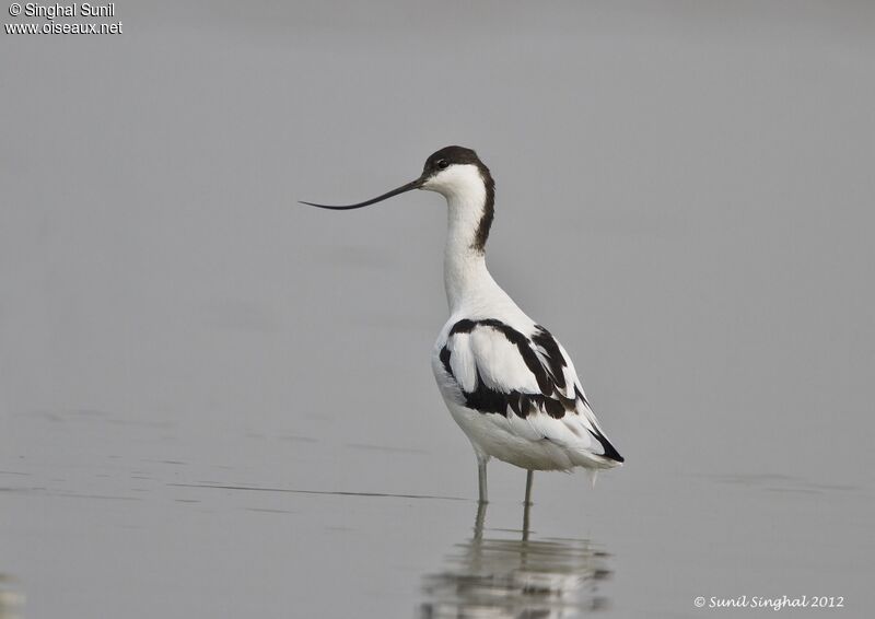 Avocette éléganteadulte, identification