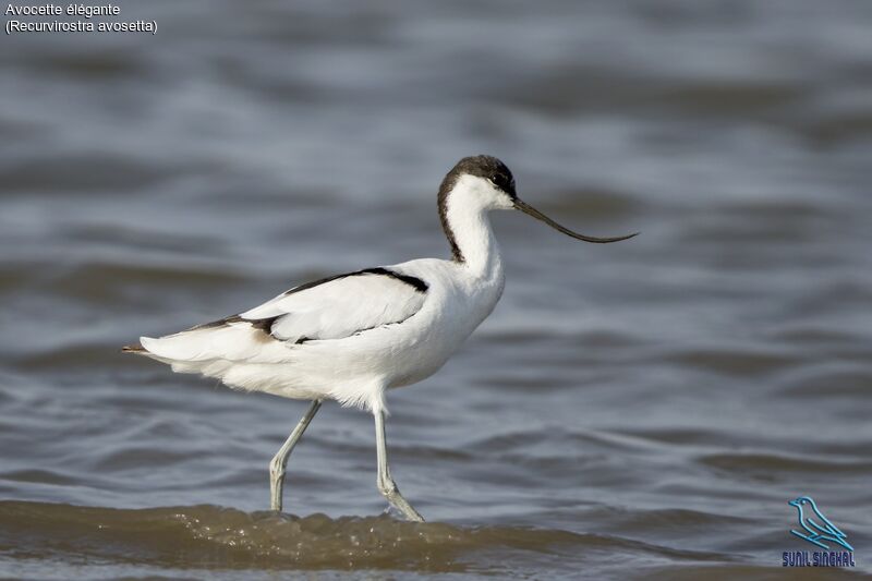 Pied Avocet, identification