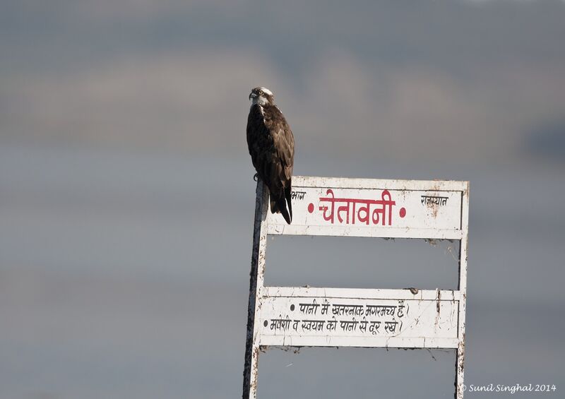 Ospreyadult, identification