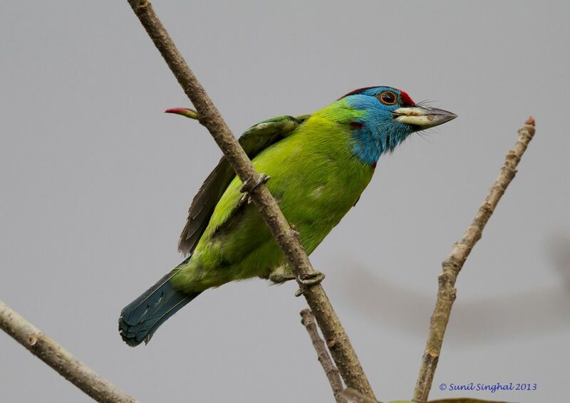 Blue-throated Barbet