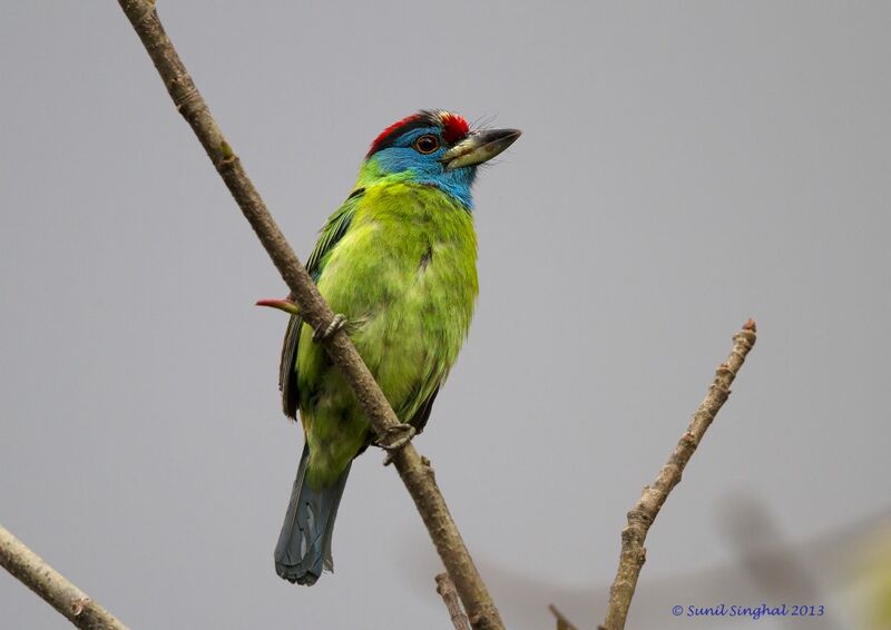 Blue-throated Barbet