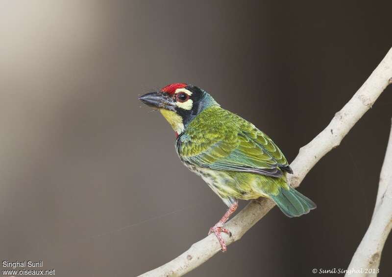 Coppersmith Barbetadult, identification