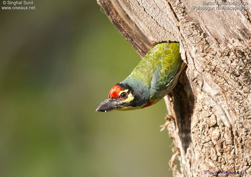 Coppersmith Barbetadult, Behaviour