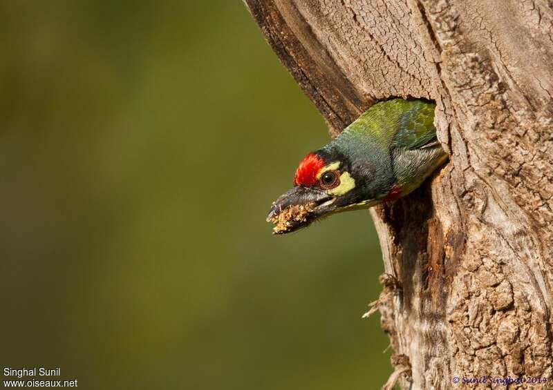 Coppersmith Barbetadult, Reproduction-nesting, Behaviour