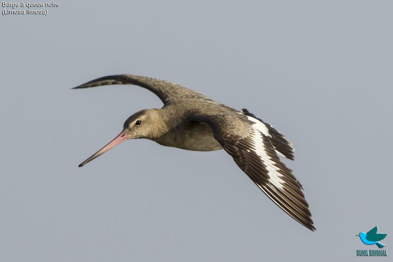 Black-tailed Godwit, Flight