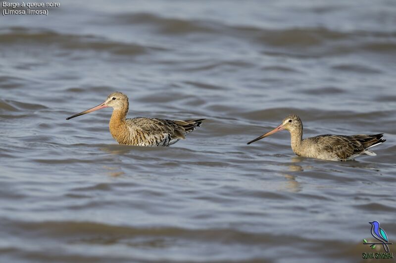 Black-tailed Godwit, identification