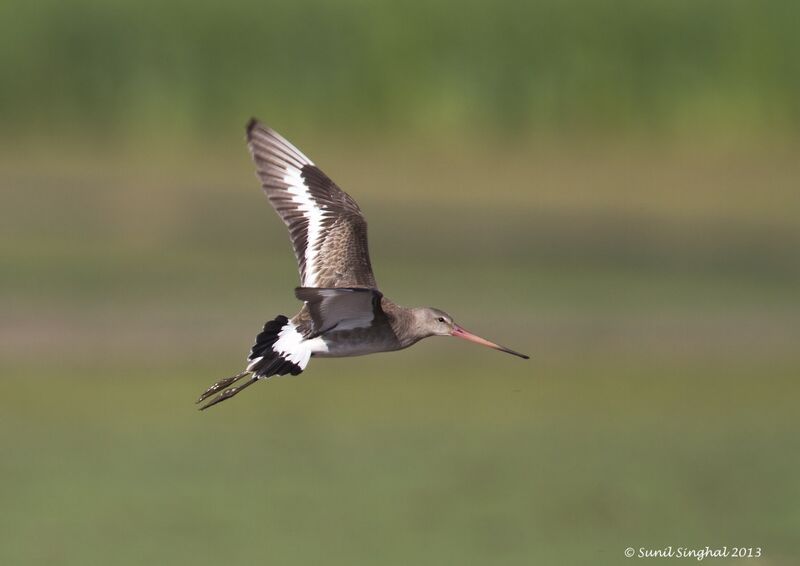 Black-tailed Godwit