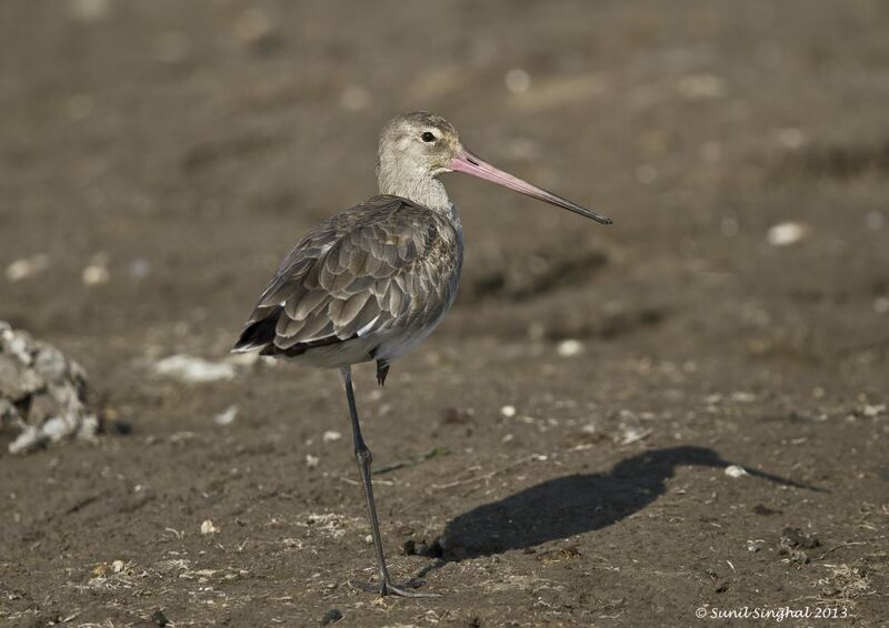 Black-tailed Godwit