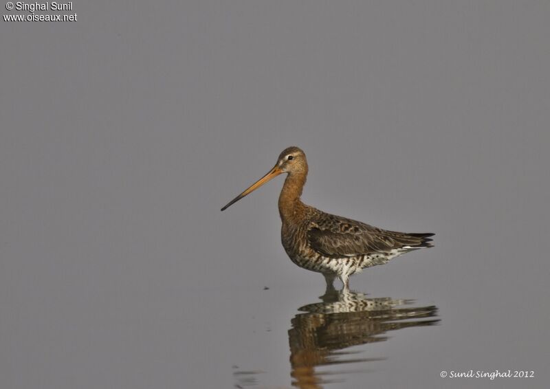 Black-tailed Godwitadult breeding, identification