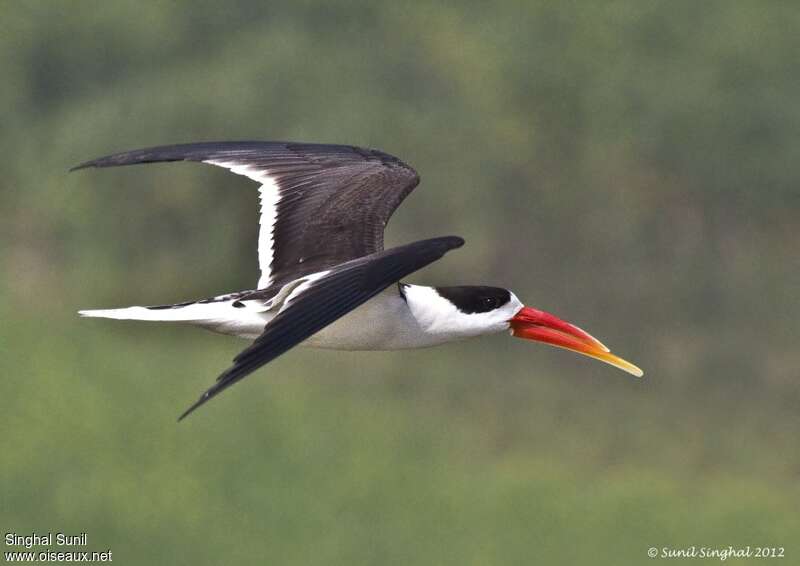 Indian Skimmeradult, Flight