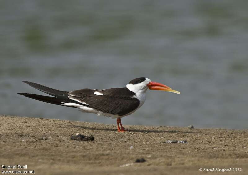 Indian Skimmeradult, identification