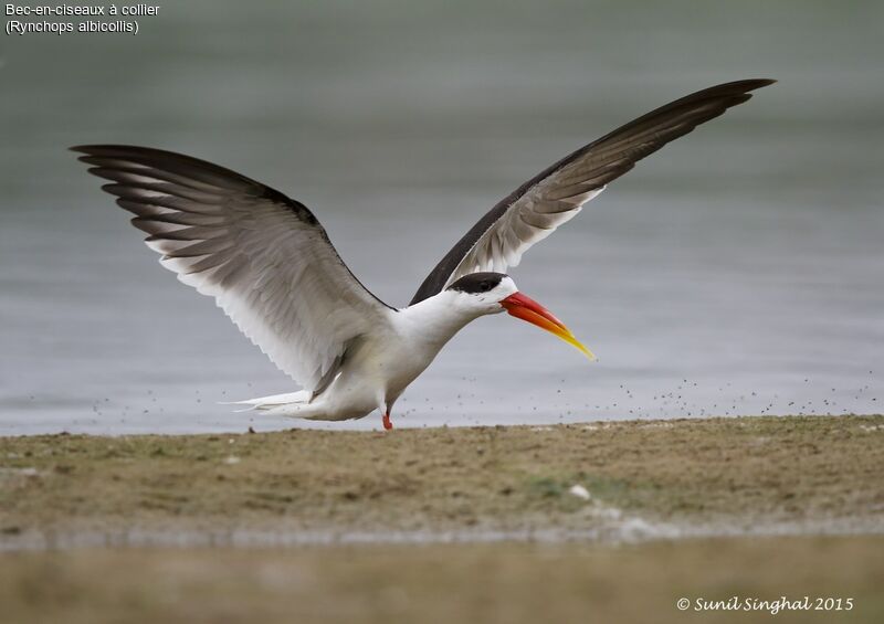 Indian Skimmeradult, identification, Flight, Behaviour