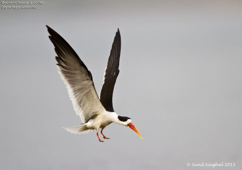 Indian Skimmeradult, identification, Behaviour