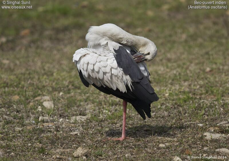 Asian Openbilladult, identification, Behaviour