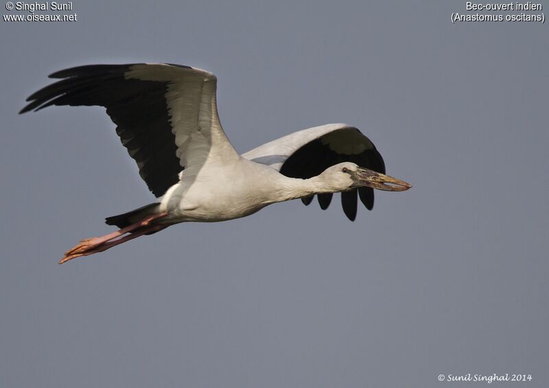 Asian Openbilladult, Flight