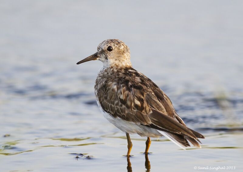 Bécasseau de Temminckadulte, identification