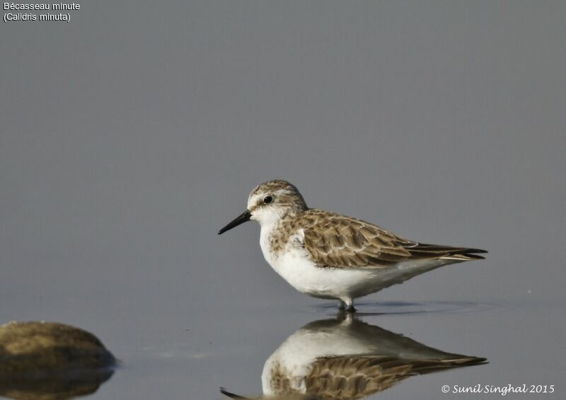 Bécasseau minuteadulte, identification