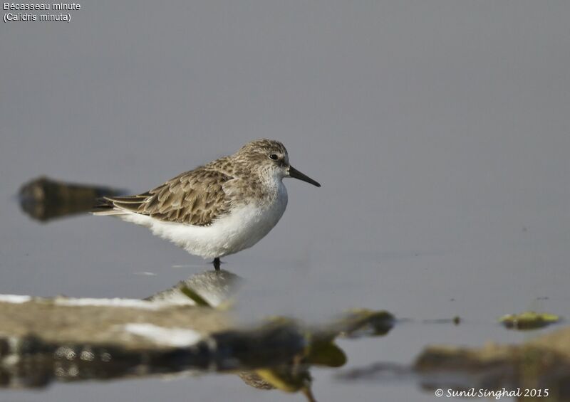 Bécasseau minuteadulte, identification