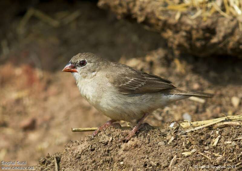 Bengali rougejuvénile, identification