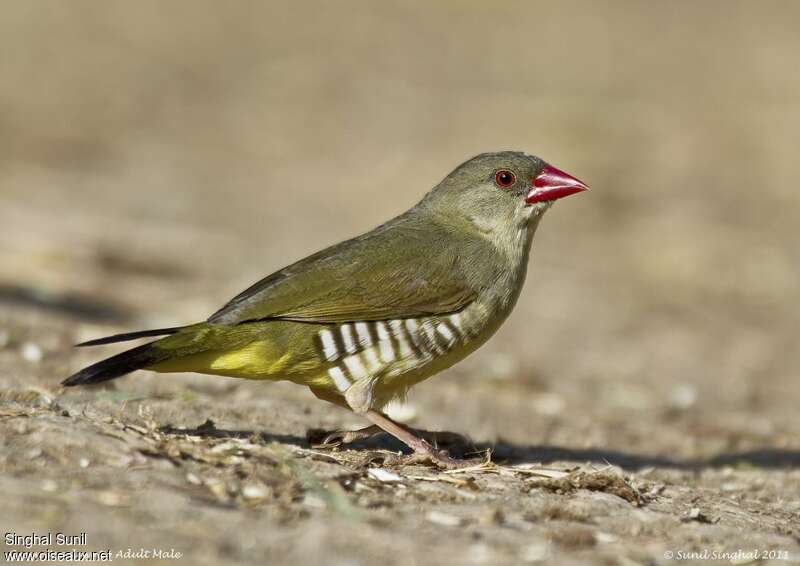 Green Avadavat male adult, identification