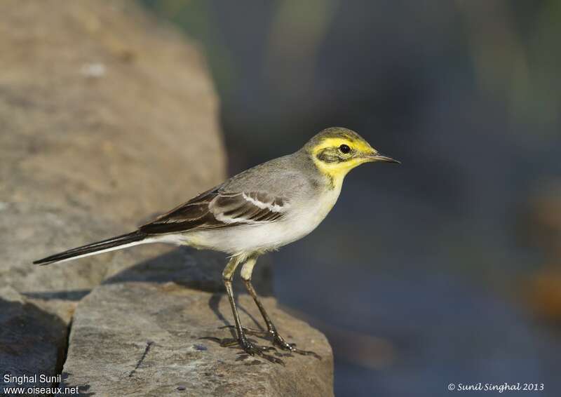 Bergeronnette citrine femelle adulte nuptial, identification