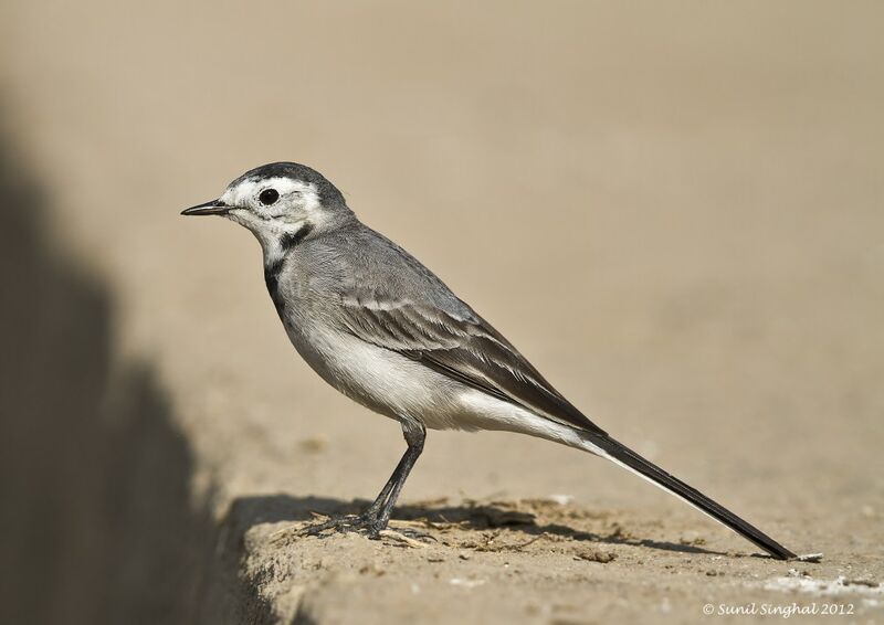 White Wagtail