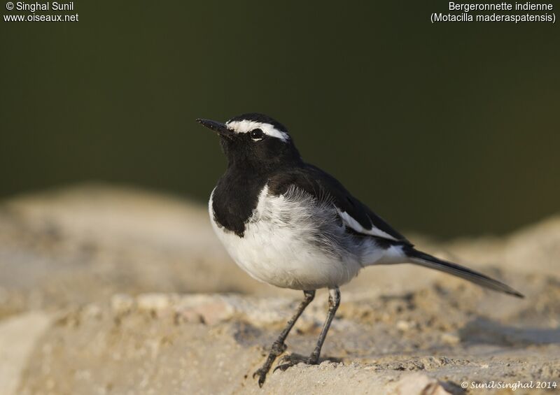 White-browed Wagtailadult, identification