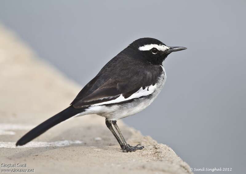 White-browed Wagtailadult, identification