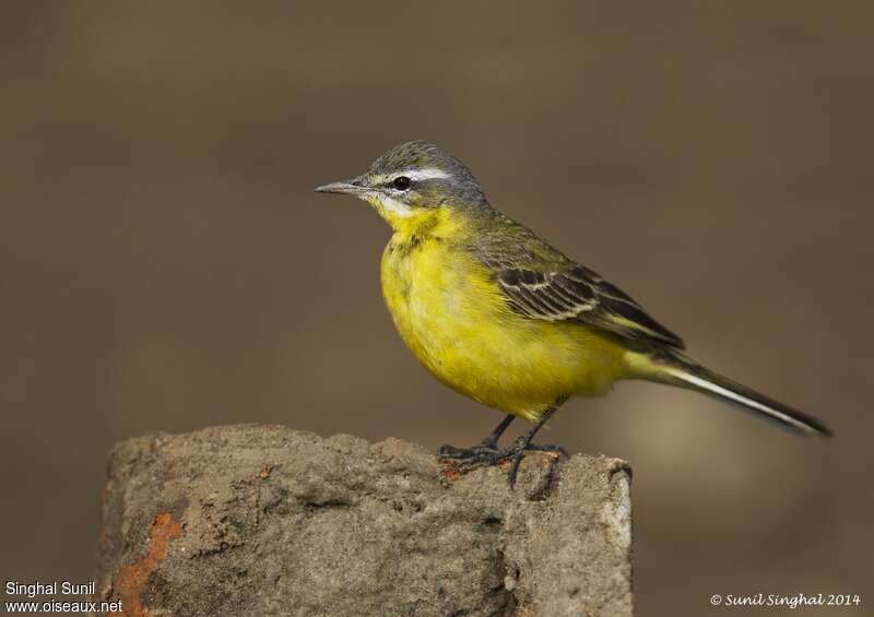 Western Yellow Wagtailadult, identification