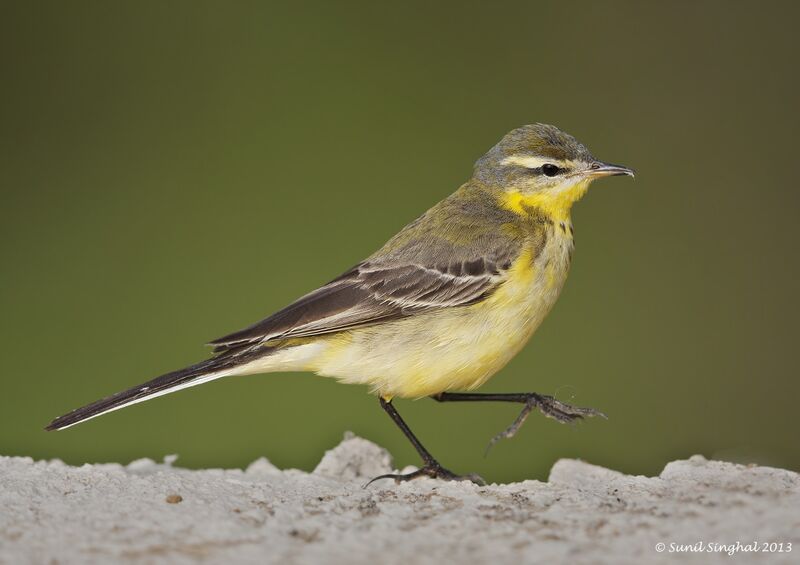 Western Yellow Wagtailadult, identification