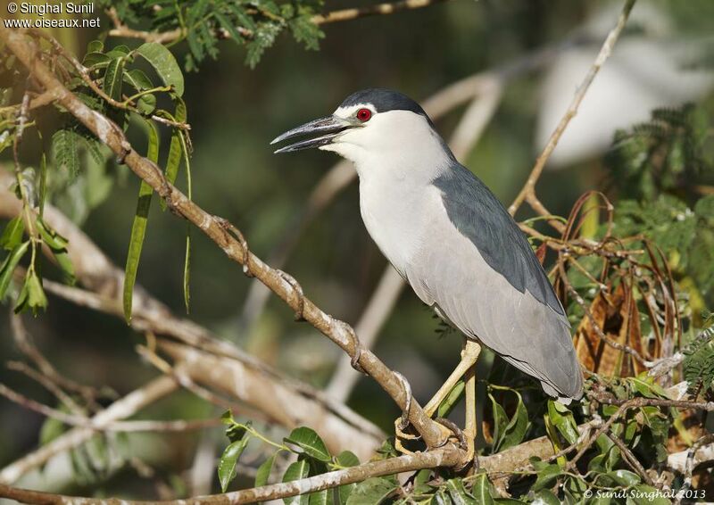 Black-crowned Night Heronadult, identification