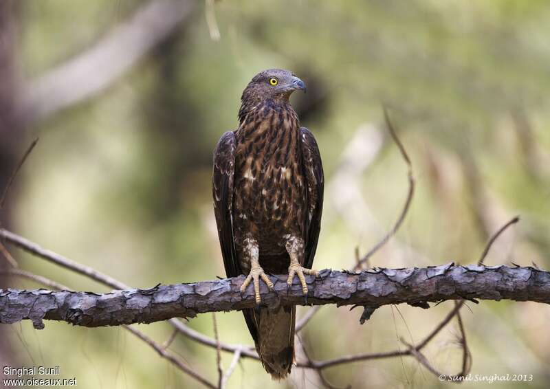 Crested Honey Buzzard, close-up portrait