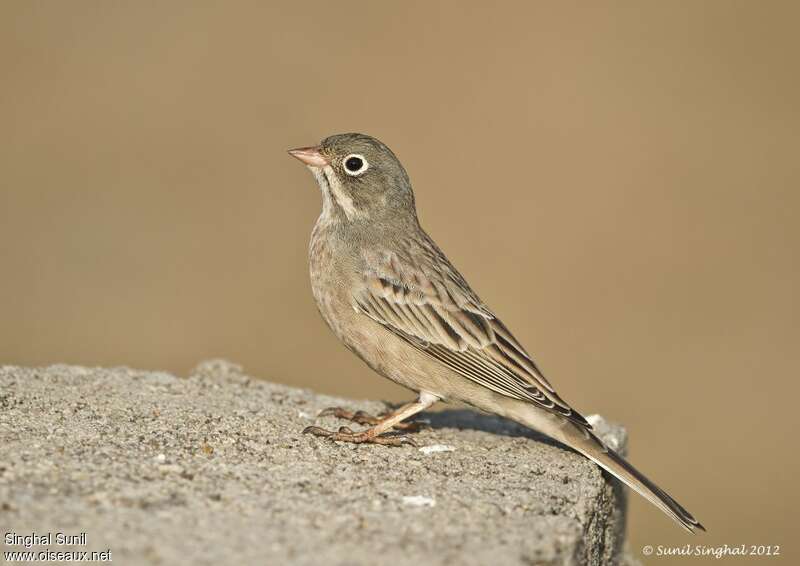 Bruant à cou gris2ème année, identification