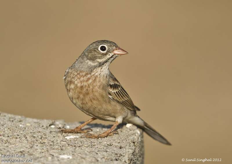 Bruant à cou gris2ème année, identification