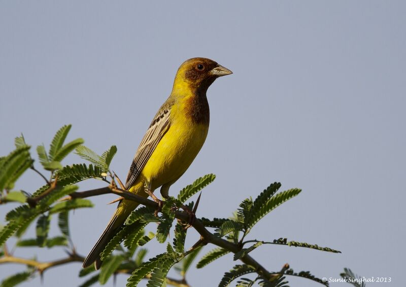 Red-headed Bunting