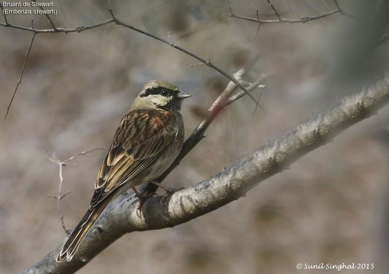 White-capped Bunting male adult, identification